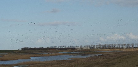 De Ruidhorn. Veel vogels in de lucht.