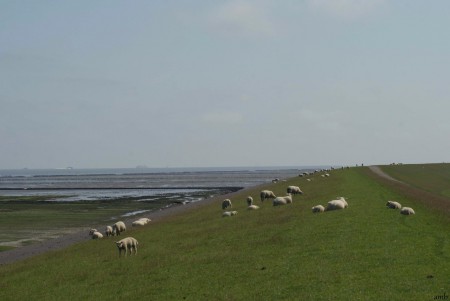 Schapen op de dijk.