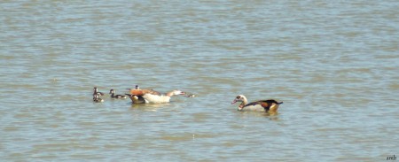 Nijlganzen met jongen.