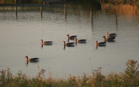 Grauwe ganzen.