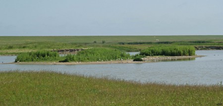 Een deel van de vogelplassen.