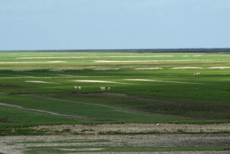 Het groene wad met schapen.