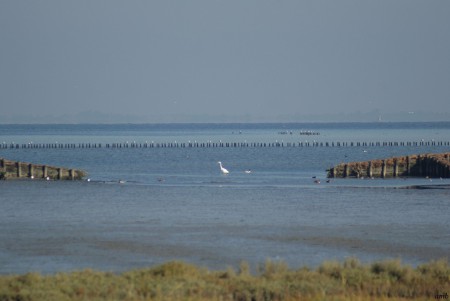 O.A. een zilverreiger op het wad.