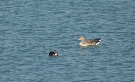 Een grauwe gans en een soepeend (onherleidbaar ras)