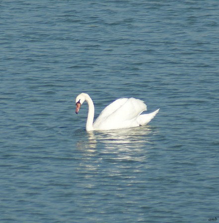 Zwaan