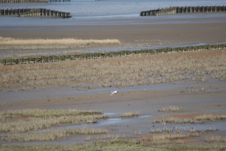 Het wad 22-5-2017