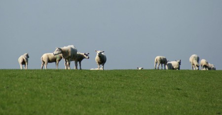 Schapen op de dijk.