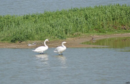 Zwanen en eenden.