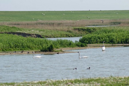O.A. pootjebadende zwaan.