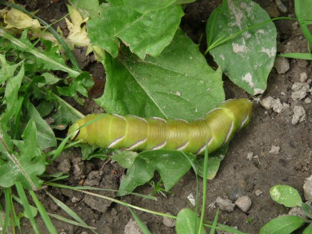 Ligusterpijlstaartrups