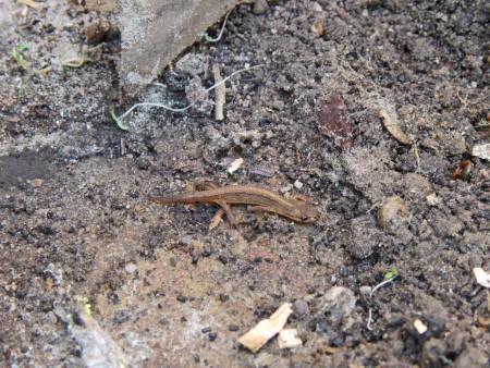 Salamander