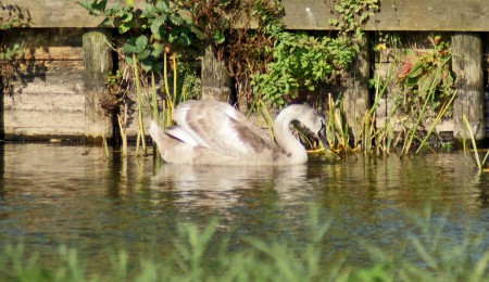 Jonge zwaan.
