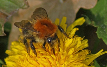 Hommel