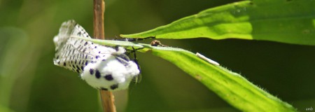 Gestippelde houtvlinder