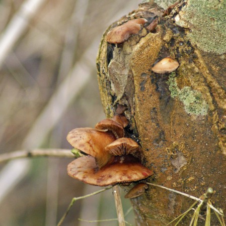 Elfenbankjes