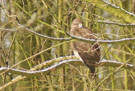 Buizerd