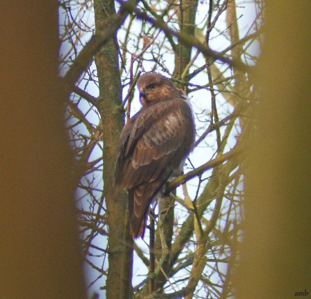 Buizerd