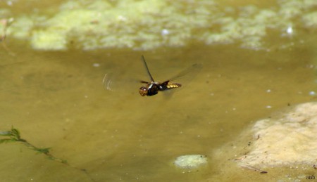 Vliegende platbuiklibel