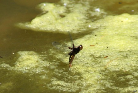 Eieren afzettende platbuiklibel