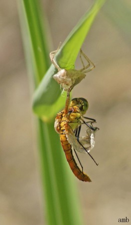 Net uitgeslopen heidelibel nog vast in zijn huidje met een vleugel.