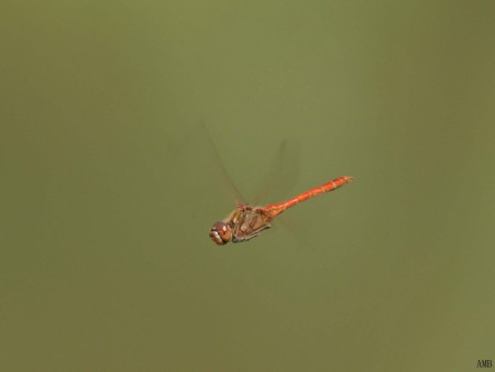 Vliegende heidelibel