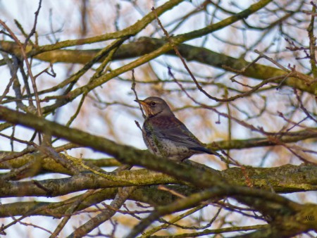 Kramsvogel