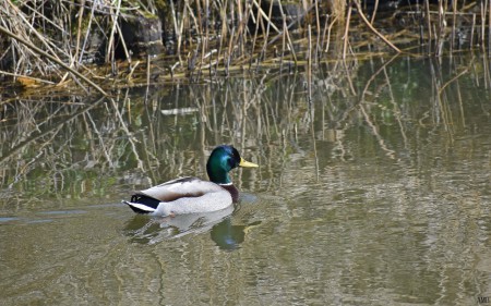 Wilde eend (woerd)