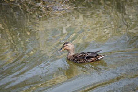 Wilde eend (vrouw)