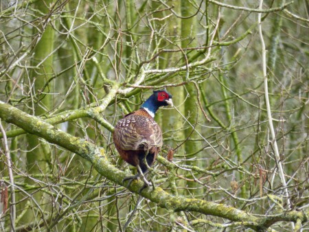 Fazant haan (zonder staart)