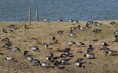 /album/beschermd-vogelgebied-de-ruidhorn-en-het-wad-bij-uithuizen/dsc04003-jpg/