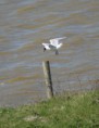 /album/beschermd-vogelgebied-de-ruidhorn-en-het-wad-bij-uithuizen/dsc06004-jpg/