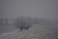 /album/beschermd-vogelgebied-de-ruidhorn-en-het-wad-bij-uithuizen/dsc02999amb-jpg/