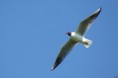 /album/beschermd-vogelgebied-de-ruidhorn-en-het-wad-bij-uithuizen/dsc08576amb-jpg/