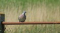 /album/beschermd-vogelgebied-de-ruidhorn-en-het-wad-bij-uithuizen/dsc08596amb-jpg/