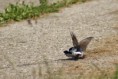 /album/beschermd-vogelgebied-de-ruidhorn-en-het-wad-bij-uithuizen/dsc08611amb-jpg/