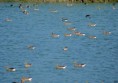 /album/beschermd-vogelgebied-de-ruidhorn-en-het-wad-bij-uithuizen/dsc01061amb-jpg/