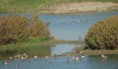 /album/beschermd-vogelgebied-de-ruidhorn-en-het-wad-bij-uithuizen/dsc01143amb-jpg/