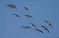 /album/beschermd-vogelgebied-de-ruidhorn-en-het-wad-bij-uithuizen/dsc01173amb-jpg/