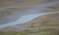 /album/beschermd-vogelgebied-de-ruidhorn-en-het-wad-bij-uithuizen/dsc03700amb-jpg/