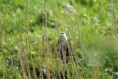 /album/beschermd-vogelgebied-de-ruidhorn-en-het-wad-bij-uithuizen/dsc03770amb-jpg/