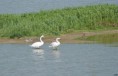 /album/beschermd-vogelgebied-de-ruidhorn-en-het-wad-bij-uithuizen/dsc03875amb-jpg/