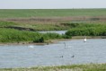 /album/beschermd-vogelgebied-de-ruidhorn-en-het-wad-bij-uithuizen/dsc03897amb-jpg/