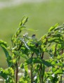 /album/beschermd-vogelgebied-de-ruidhorn-en-het-wad-bij-uithuizen/dsc03928amb-jpg/