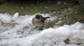 /album/vogels/zwartkopjeamb-jpg/