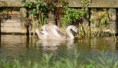 /album/vogels/dsc01953amb-jpg/