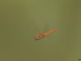 /album/libellen-en-juffers/dsc05888amb-jpg/
