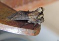 /album/nachtvlinders/cimg5753amb-jpg/