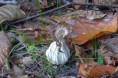 /album/herfst/p1000058amb-jpg/