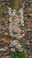 /album/herfst/dsc06627amb-jpg/